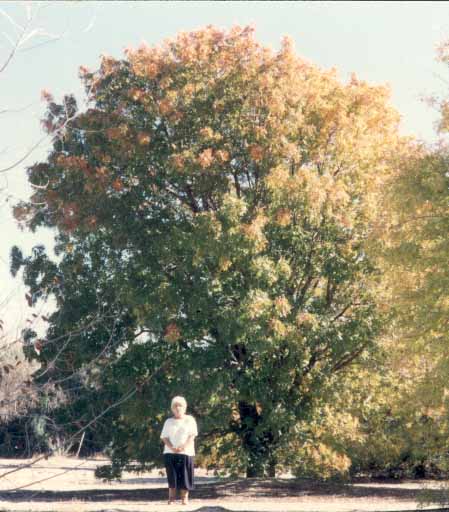 Pistachios Tree